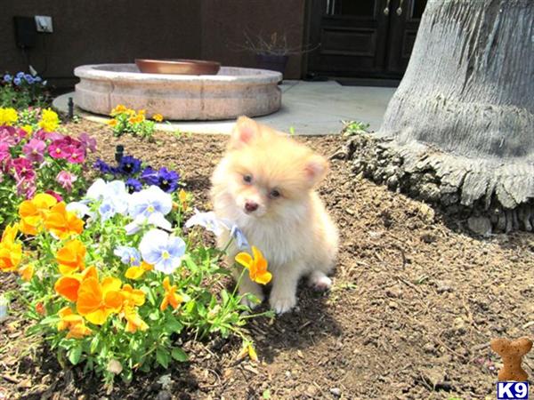 Super Cute ACA Pomeranian in San Diego 