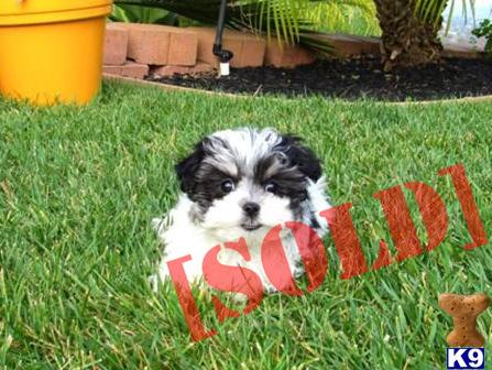havanese puppies san diego akc havanese puppy in san diego 9 wks a havanese pup for breeds picture havanese puppies san diego akc havanese puppy in san diego 9 wks a havanese pup for breeds picture