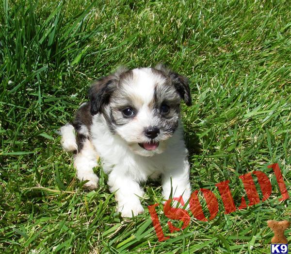 Beiber the Havanese, 619-786-7362