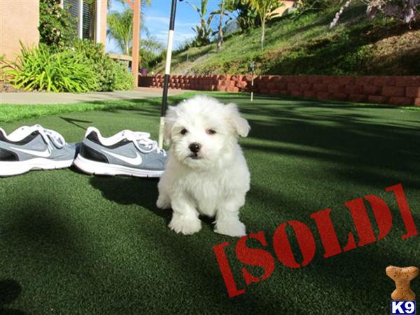 havanese puppies san diego document moved havanese puppies san diego document moved