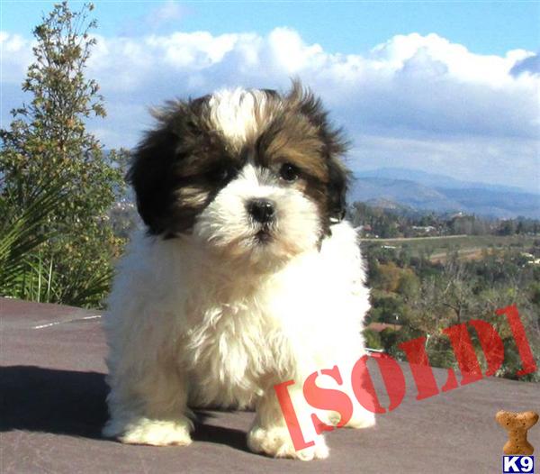 shih tzu designer breeds maltese x shih tzu puppy in san diego a mixed breed pup for sale breeds picture shih tzu designer breeds maltese x shih tzu puppy in san diego a mixed breed pup for sale breeds picture