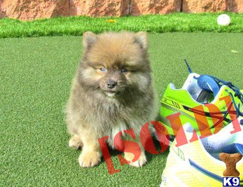 pomeranian husky for sale in california document moved pomeranian husky for sale in california document moved