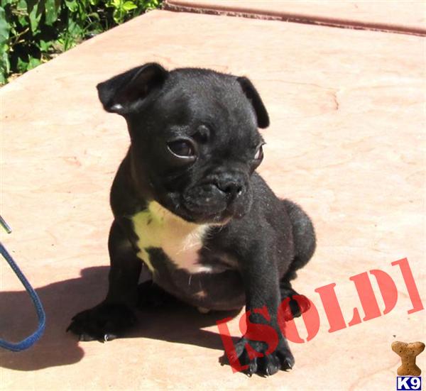 French Bulldog Hybrid Puppy - Frenchie x Pug in SAN DIEGO French Bulldog Hybrid Puppy - Frenchie x Pug in SAN DIEGO