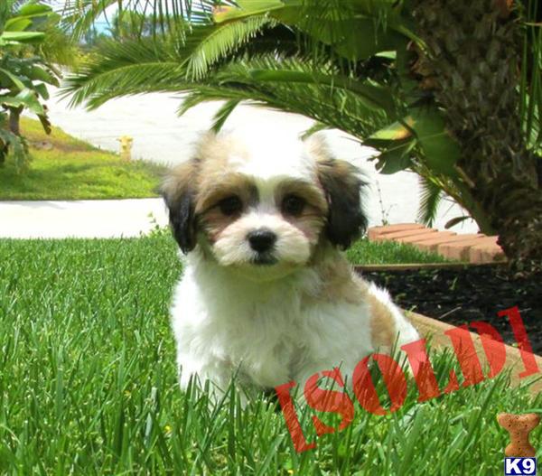shih tzu puppies for sale yakima wa maltese x shih tzu puppy in san diego a mixed breed pup for sale breeds picture shih tzu puppies for sale yakima wa maltese x shih tzu puppy in san diego a mixed breed pup for sale breeds picture