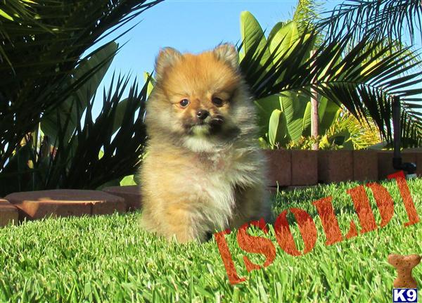 teacup pomeranian san diego document moved teacup pomeranian san diego document moved