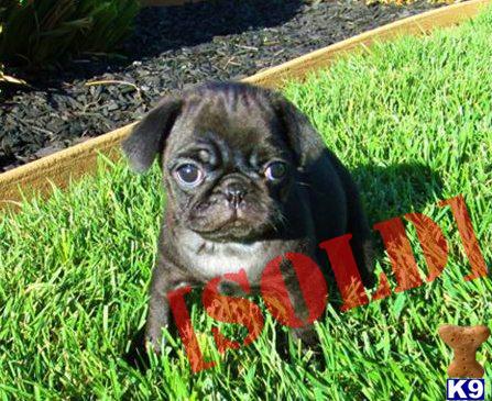 at what age is a pug grown document moved at what age is a pug grown document moved