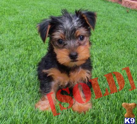 yorkies for sale in san diego ca teacup akc yorkie puppy in san diego 8 wks breeds picture yorkies for sale in san diego ca teacup akc yorkie puppy in san diego 8 wks breeds picture