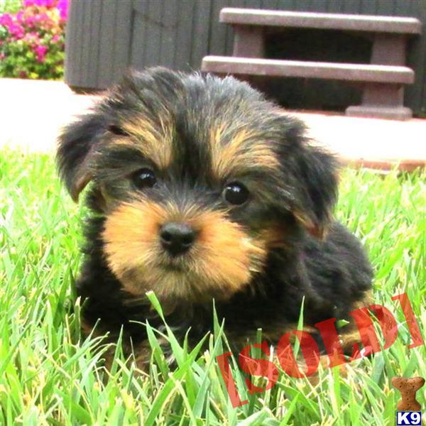 10 week yorkie puppy document moved 10 week yorkie puppy document moved