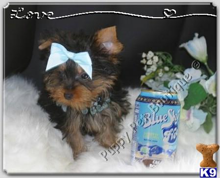 ~~~Yorkie Tiny Tea Cup babies For Sale~~