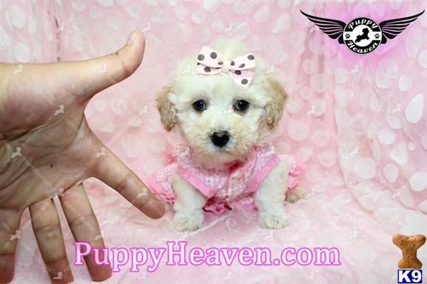 yorkies in chicago yorkie poodle mix for sale in chicago breeds picture yorkies in chicago yorkie poodle mix for sale in chicago breeds picture