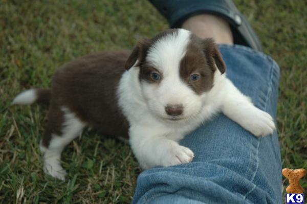 Gorgeous chocolate  white, AKC reg. male and female pups