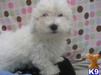 Bichon Poo For Sale