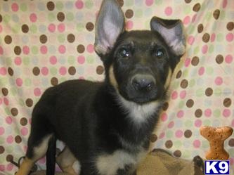 m German Shepherd For Sale