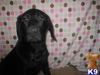 m Black Lab For Sale
