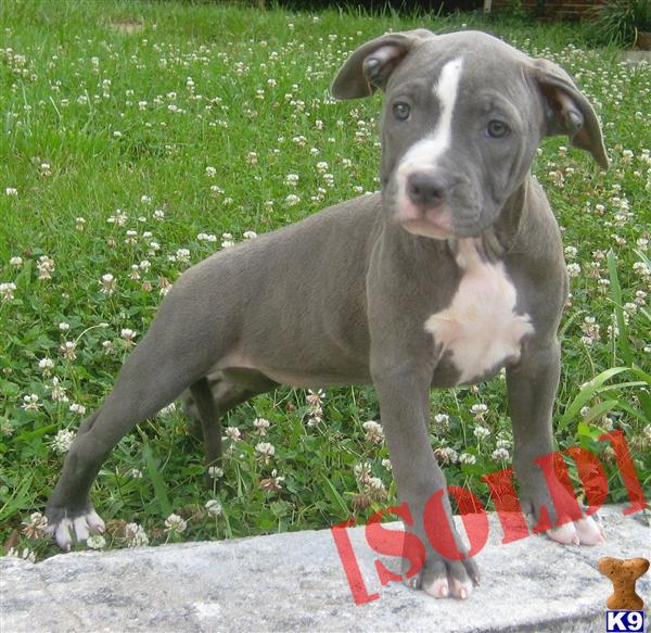 bully puppies for sale in nc bullies puppies for sale in nc images bully puppies for sale in nc bullies puppies for sale in nc images
