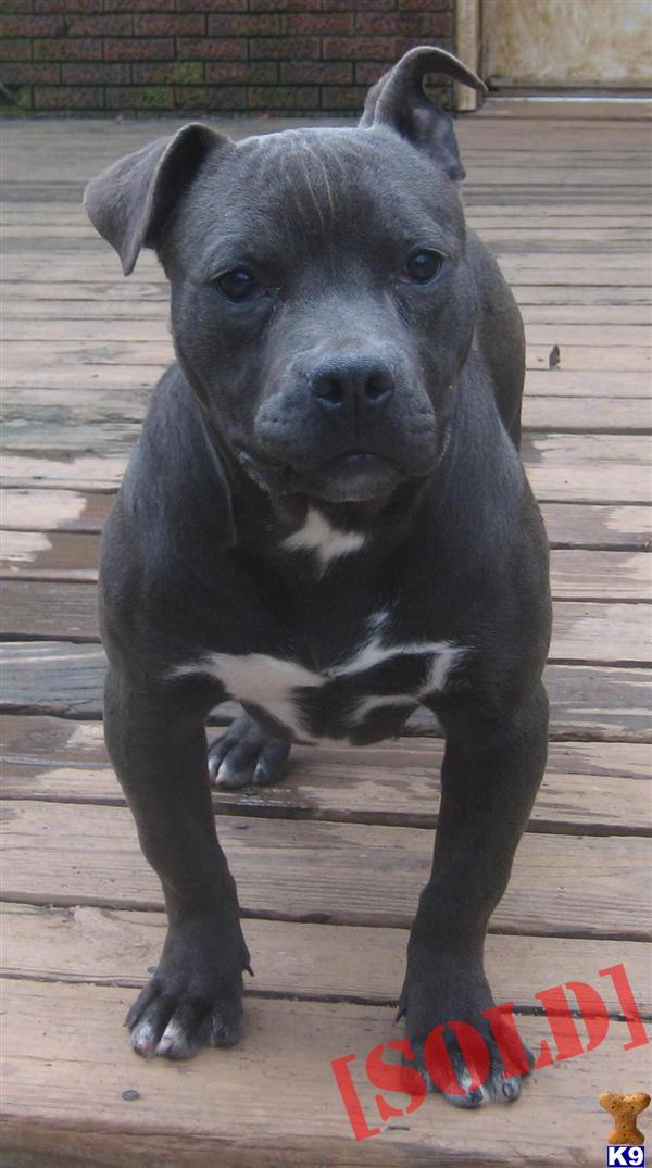 pitbull puppies for sale in utah pin purple ribbon pitbull puppies for sale in richmond utah classifieds on pitbull puppies for sale in utah pin purple ribbon pitbull puppies for sale in richmond utah classifieds on