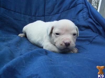 Bulldog Babies, American bulldog puppies