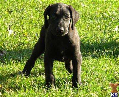 Canis Panther Males