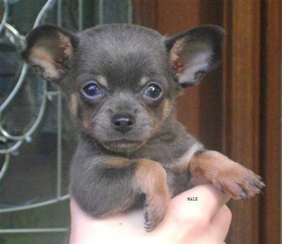 TINY TOY CHIHUAHUAS