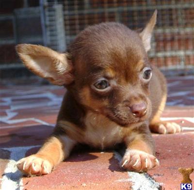 TOY CHIHUAHUAS