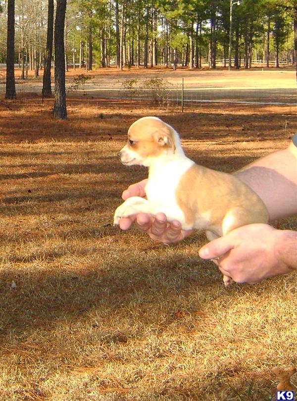 FEMALE TINY TOY  CHIHUAHUAS