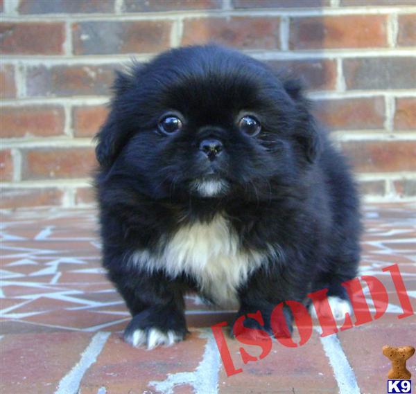 akc pekingese puppies for sale document moved akc pekingese puppies for sale document moved