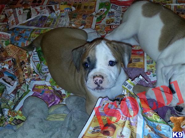 puppies for sale in san fernando valley american bulldog puppy a american bulldog pup for sale located in san fernando valley puppies for sale in san fernando valley american bulldog puppy a american bulldog pup for sale located in san fernando valley