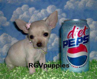 Tiny Teacup  Toy Chihuahua Puppies For Sale in Texas