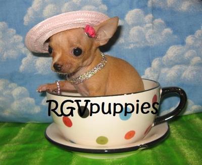 Tiny Teacup  Toy Chihuahua Puppies For Sale in Texas