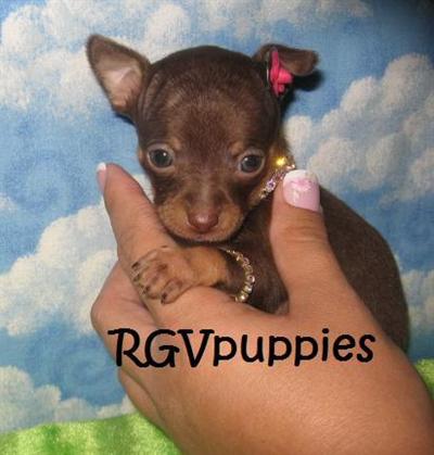 Tiny Teacup  Toy Chihuahua Puppies For Sale in Texas