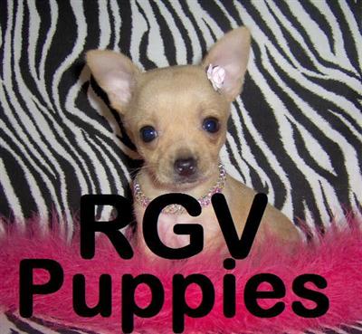 Tiny Teacup  Toy Chihuahua Puppies for Sale in TEXAS