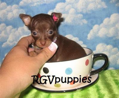 Tiniest and Cutest Puppies AROUND