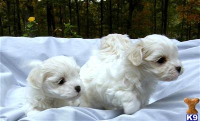 AKC CH. SIRED PARENTS 1ST LITTER 931 827-3409