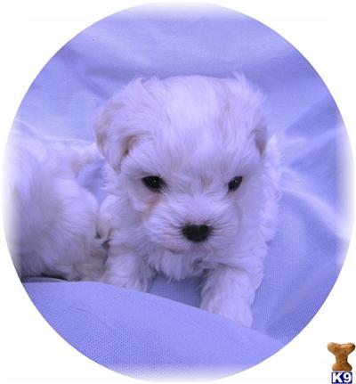 AKC CH.SIRED PARENTS MALE HANDSOME931 82793409