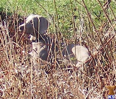 Midwest Dream Puppies