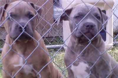 Blue Brindle  male
