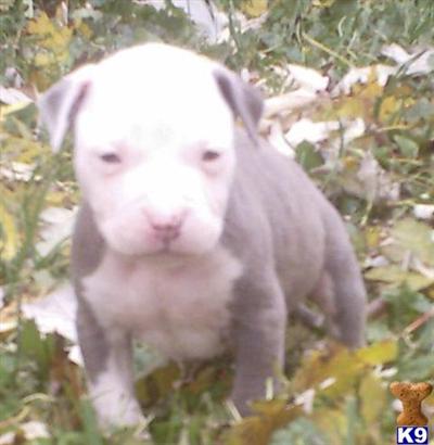 SILVER BRINDLE  WHIT HEAD