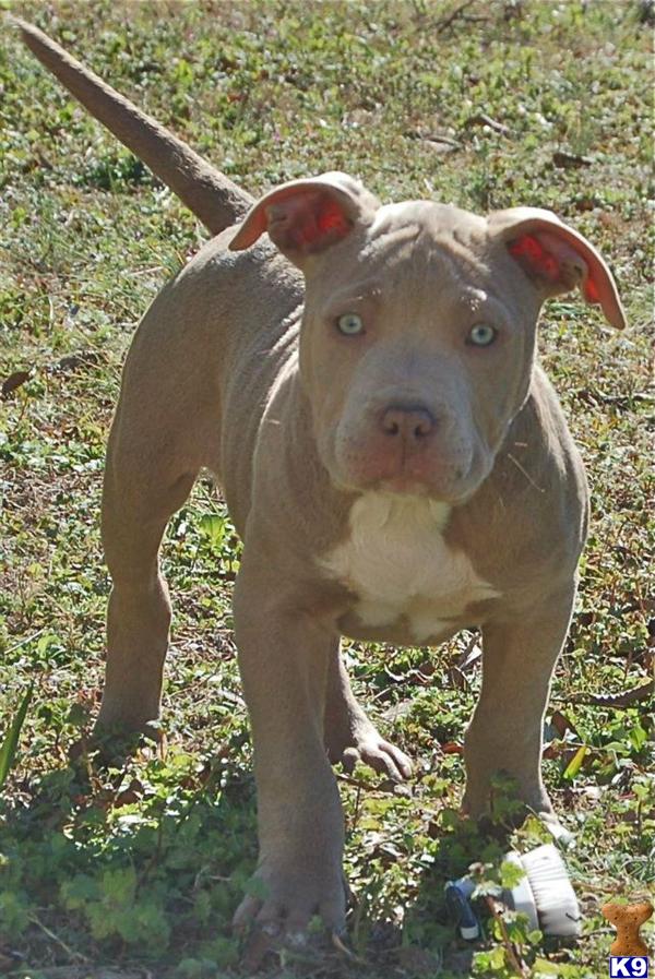 UKC BLUE FAWN FEMALE PUPS FOR SALE