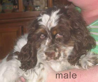 AKC CHOC/WHITE MALE  WILL MAKE A HANDSOME STUD WITH GREEN EYES