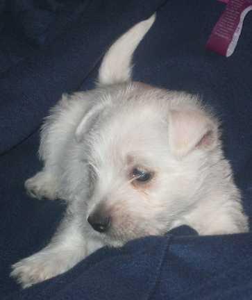 AKC WESTIES BORN 5/18/2008 READY FOR THEIR NEW FAMILY ON  7/13