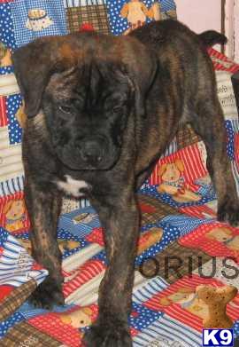 AKC BULLMASTIFF   SPECIAL PRICE