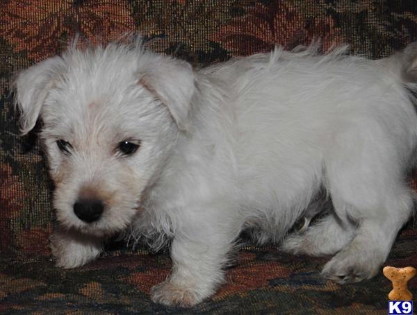 AKC WESTHIGHLAND TERRIERS ARE DUE ON 05/01/2012