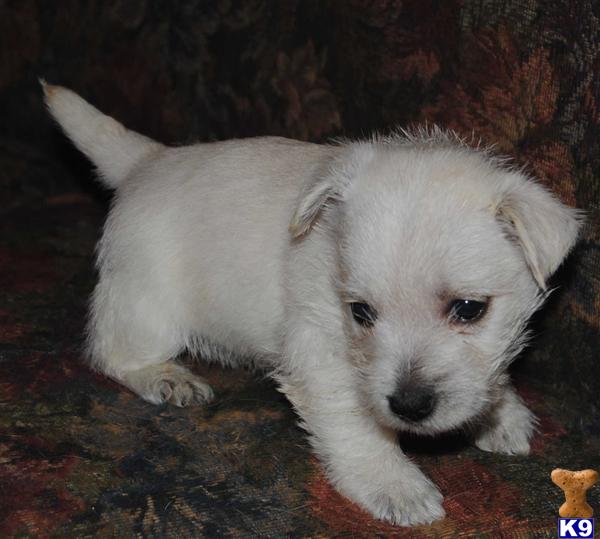 AKC WESTIES