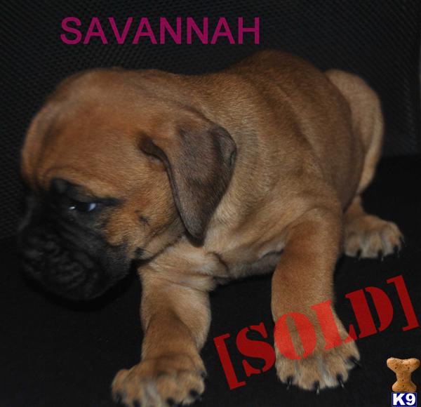 AKC FEMALE BULLMASTIFF/SPECIAL 1000.00