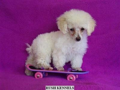 TOY POODLE