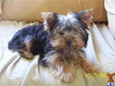AKC Yorkie Puppy 1 Male 500.00 in red bandana
