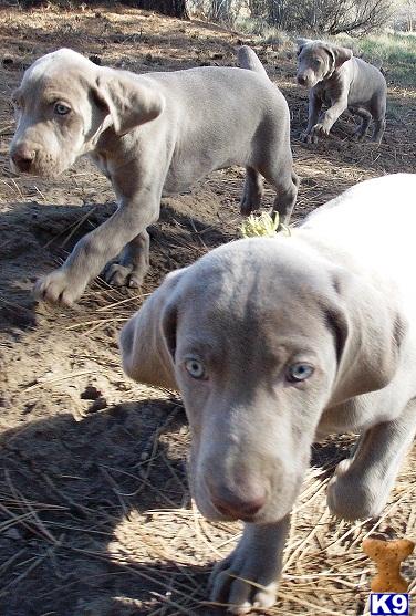 Raynor and Nixon pups born Feb 21st