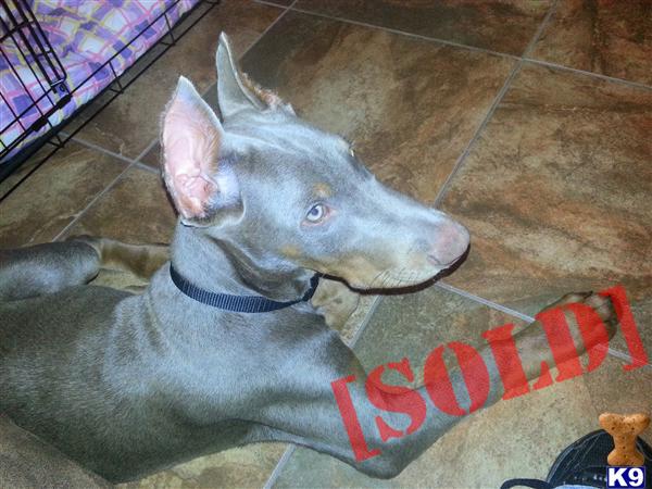 fawn doberman puppies for sale fawn doberman puppies quotes fawn doberman puppies for sale fawn doberman puppies quotes