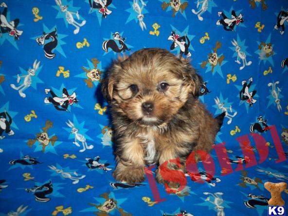 yorkie shih tzu mix price document moved yorkie shih tzu mix price document moved