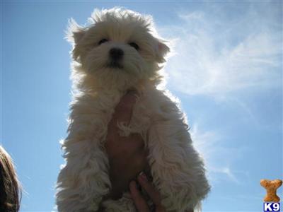 Wonderful Maltese Puppies
